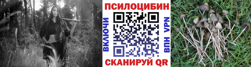 Купить где  Усть-Лабинск  Галлюциногенные грибы Psilocybe 